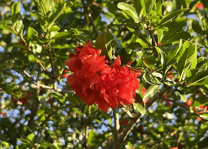 Bed & Breakfast La Melagrana 3*