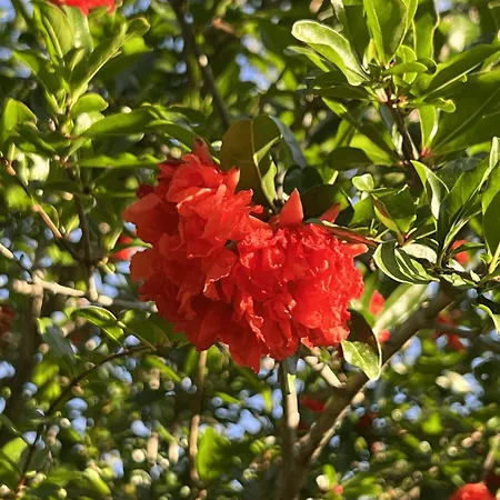 Bed & Breakfast La Melagrana 3*